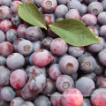 IQF Freezing/Freeze-Dried Organic Blueberry Zl-001 1